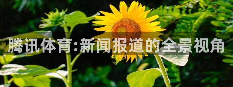 88看球电视直播：腾讯体育:新闻报道的全景视角