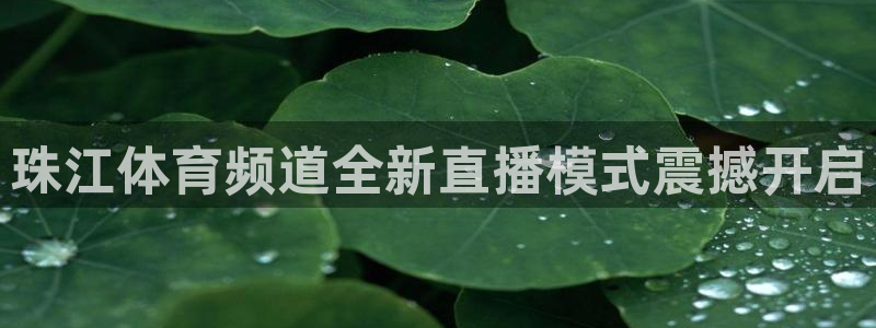 nba直播在线观看88看球：珠江体育频道全新直播模式震撼开启